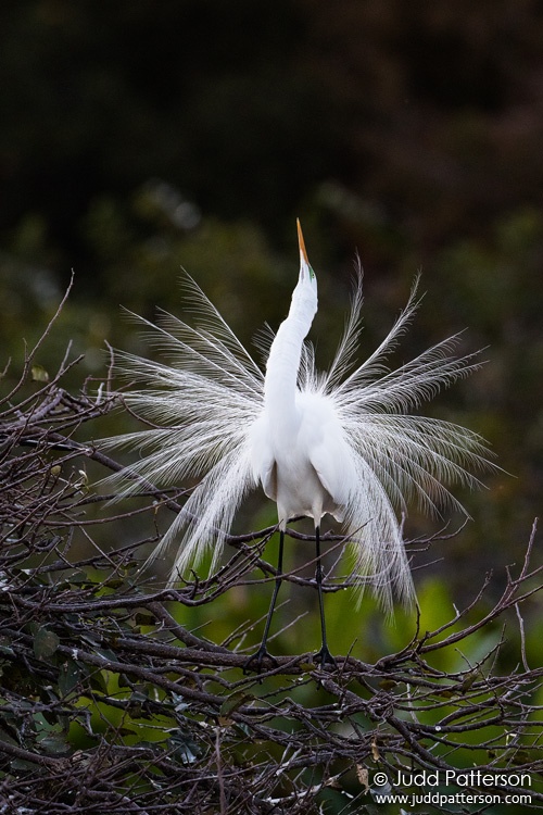 Great Egret, Wakodahatchee Wetlands, Florida, United States